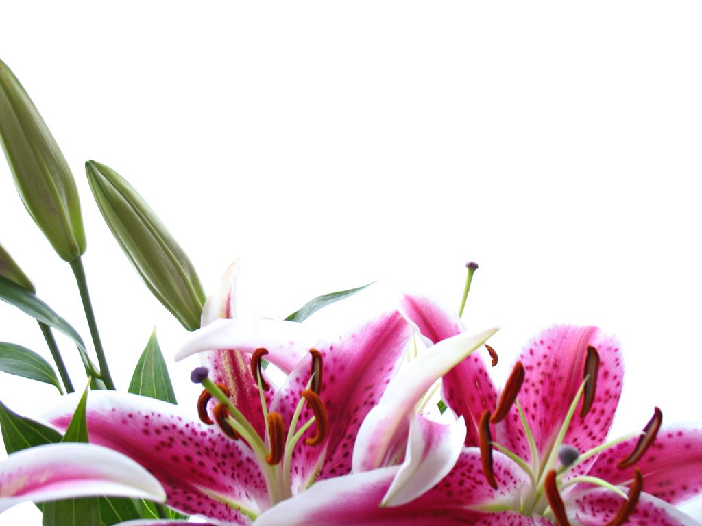 Reporting Death of a Loved One